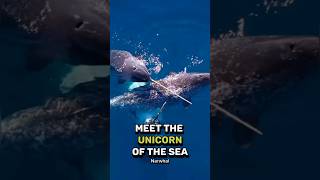 The Unicorns Of The Sea Narwhal [upl. by Ahsaya]