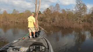 Learning Garmin Livescope Perspective Mode in Cypress Trees bass bassfishing fishing [upl. by Bruner725]