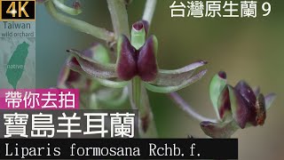 台灣原生蘭寶島羊耳蘭 Liparis formosana Rchbf 別名寶島羊耳蒜，帶你去拍台北市典藏植物園：202405 [upl. by Stockwell]