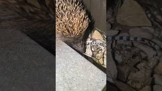 Hedgehog coming in my garden [upl. by Caleb]