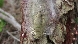 Vapourer Moth Orgyia antiqua mating and egg laying 11 September 2023 [upl. by Ennaillek]