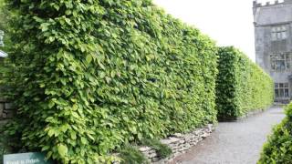 A focus on Hornbeam hedging All you need to know about Carpinus betulus [upl. by Gney]