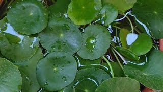 Hydrocotyle verticillate water pennywort [upl. by Tnaryb]