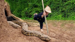 Dwarf family harvesting cassava encountered a giant python molting  Dwarf survival skills [upl. by Yenohtna55]