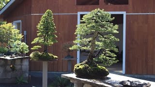 Michael Hagedorns bonsai garden [upl. by Ama]