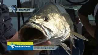 BFSB season1 Ep 9 Hawkesbury monster jewfish [upl. by Rudin]