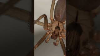 The Chilean Recluse World’s Most dangerous Recluse spider [upl. by Enirolf]