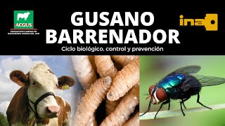 🟥🟥 GUSANO BARRENADOR del ganado🟥🟥 [upl. by Kamal378]