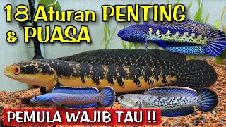 Perlukah Ikan Channa Puasa  Treatment Channa Maru [upl. by Piefer587]