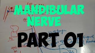 mandibular nerve and its branches anatomy [upl. by Jabon]