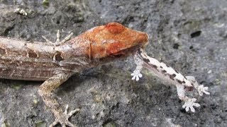 Brown Anole Lizard Eating a Gecko [upl. by Naras]