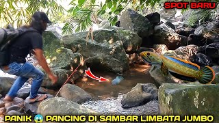 Mantul Spot Baru Channa Limbata Sungai Pegunungan Air Jernih Habitat Asli Ikan Channa Limbata [upl. by Aiyt]