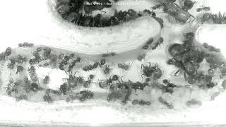 🐜 Nest Day 1370 2 Messor Barbarus Ant Farm Video Diary [upl. by Ajiam]