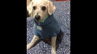 Sweater para Perrito a Crochet ZURDO [upl. by Fleur]