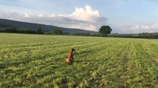 Dog Training Emerald Hungarian Wirehaired Vizsla  Sit Stay Whistle trained Recall Fetch etc [upl. by Talbott]