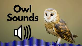 Owl Sound Effects hooting  No Copyright [upl. by Yluj]