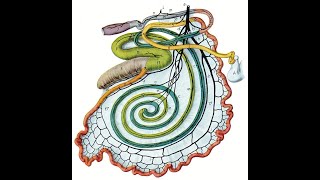 Anatomy of the small and large intestines of small ruminants [upl. by Riffle156]