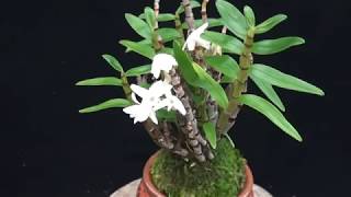 중국산반 석곡 장생란 석곡키우기 석곡기르기石斛 Dendrobium moniliforme セッコク 長生蘭 [upl. by Quillon]