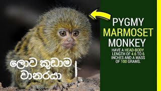 Pigmy marmosetsmallest primatemonkeyin the worldකුඩාම වානරයාmahindainfuturethefactscen6361 [upl. by Uball]