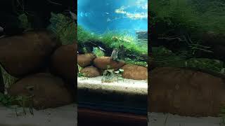 update corydoras breeding The T pose [upl. by Adnolehs]