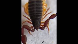 Meet the Tiny Predator Pseudoscorpions Uncovered [upl. by Stephania]