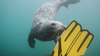 Lundy Island Dive Trip [upl. by Nahtannhoj504]