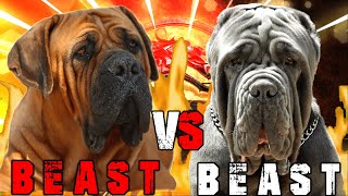 Boerboel vs Neapolitan Mastiff  Neapolitan Mastiff vs Boerboel  Powerful Guard dog  Billa Boyka [upl. by Joann]