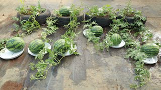 Surprise with the method of Growing watermelon on the terrace with tires [upl. by Korfonta]