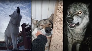 Wolves Are Badass And Cute TikTok Compilation [upl. by Song537]