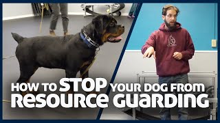 How to Stop A Dog From Resource Guarding [upl. by Icul476]