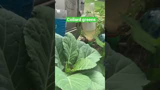 Growing collard greens in bucket of 5 gallons [upl. by Chute]