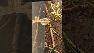 My Chameleon eating a mealworm😱🪱Young Yemen Cameleon [upl. by Nywg]