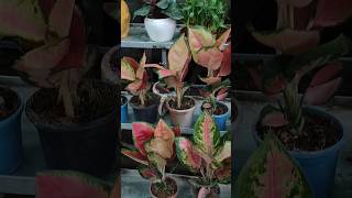 Ornamental plantsপাতাবাহার  discovery flowerrangoli [upl. by Areemas]