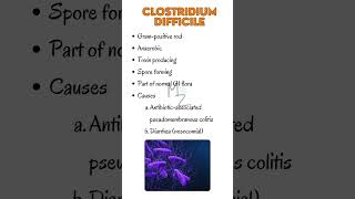 Clostridium difficile bacteriology clostridium bacteria microbiology medicalstudent [upl. by Clerissa]