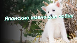 Японские имена для собак [upl. by Nnire]