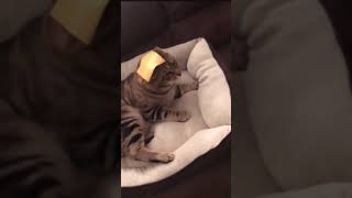 CATS vs CHEESE [upl. by Smart]