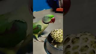 Parrot eating sitaphal parrotvideo parrots parroteatingfoods parrotvoices shorts talkingparot [upl. by Nagaek]