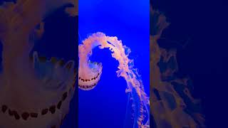 montereybayaquarium nature marinelife jellyfish travel aquatic beautiful california [upl. by Ogden]