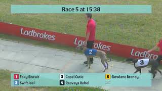 Crayford Greyhounds Races on 4th July 2024 [upl. by Nalad137]