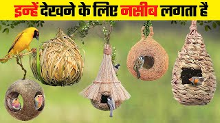 ताजमहल भी फ़ैल है इस घोंसले के सामने  Most Beautiful Bird Nests in the World [upl. by Gloriana]