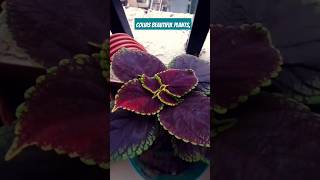 Colias beautiful plants love song gardening plants trending shorts [upl. by Reemas808]