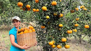 Aprenda passo a passo como cultivar essa fruta e produzir muito [upl. by Shelby]