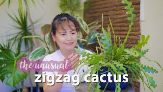 Zigzag or Fishbone Cactus plant care and update  Jungle Cactus plant care cactus plantcare [upl. by Kilk]