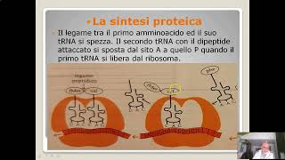 Itinerario di biologia sintesi proteica parte II [upl. by Ahsha]