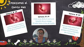 Crecimiento Intrauterino por SemanaS [upl. by Daryn]