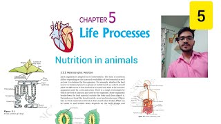 nutrition in animals thezenithsudhir life process 😍✌✍️ [upl. by Keriann381]