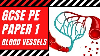 AQA GCSE PE Blood Vessels  The Structure amp Functions of Arteries Veins amp Capillaries  Paper 1 [upl. by Anehsat]