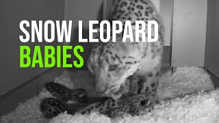 Pawsitively Precious Zoo Welcomes Snow Leopard Cubs [upl. by Courtund]