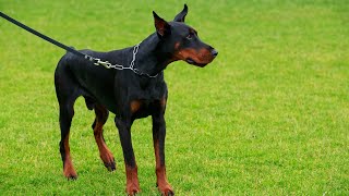 Feeding Your Doberman Pinscher All You Need to Know [upl. by Gilder209]