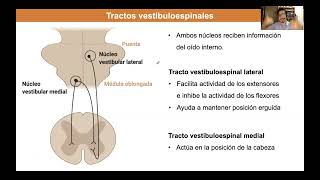 Tema 4 Médula espinal tractos descendentes [upl. by Sitelc351]